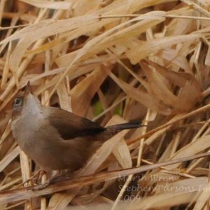 Media 'Marsh Wren DSC 2152' in album 'Redtail'
