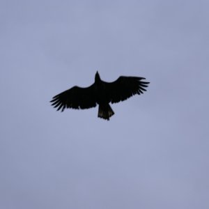 Petersburg, Eagle