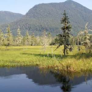 Petersburg, 2010 103 - Ohmer Creek Trail