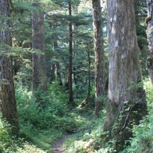 Petersburg, 2010 144 - Ohmer Creek Trail