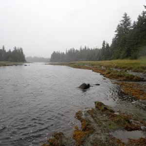 Petersburg 2016 - Blind River.  P8150059