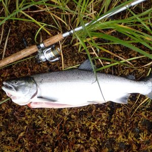 Petersburg 2016 - Blind River Coho.  P8150055