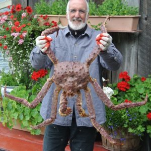 Petersburg - July 2013 - King Crab from Thomas Bay