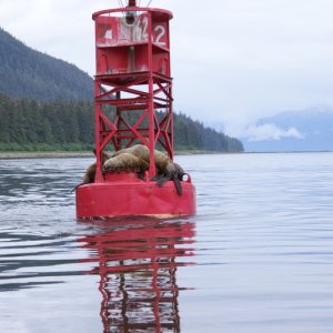 Inside Passage 2011 188 - Sea Lions at North end of Wrangel Narrows