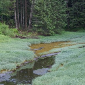 Inside Passage 2011 225 - Creek on Mitkof Island