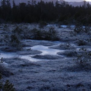 Petersburg 2012 - Muskeg in February 01