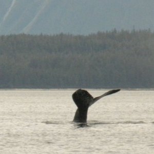 Humpback whale in Frederick Sound - 02