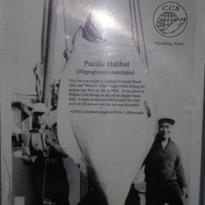 Petersburg, March 2012 091 - Halibut and a Half!!