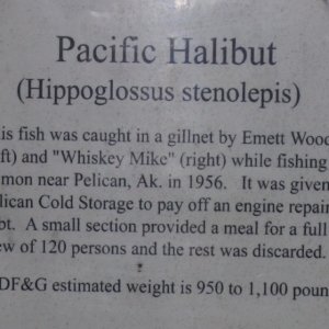 Petersburg, March 2012 091A - Info about huge halibut in previous picture
