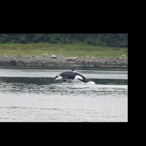 Orca in Wrangell Narrows 1A - - Photo taken from the deck of my sister's house.