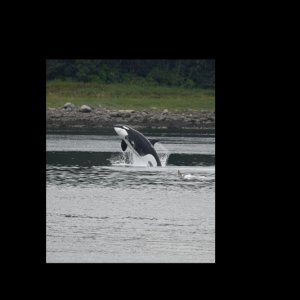 Orca in Wrangell Narrows 2A - - Photo taken from the deck of my sister's house.