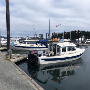 Friday Harbor, a few early birds