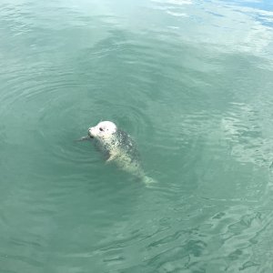 Popeye, the Friday Harbor marina seal
