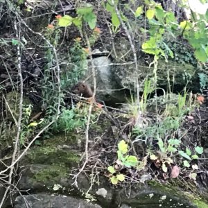 Mink in the center of the photo.  In Conover Cove.