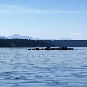 Seals on the reef outside of Conover Cove entrance.