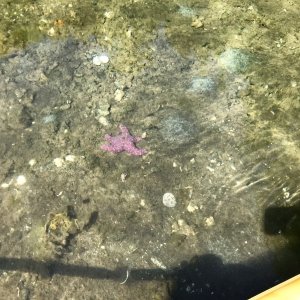 Star Fish near the shore in Roscoe Cove