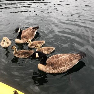 Begging Geese!