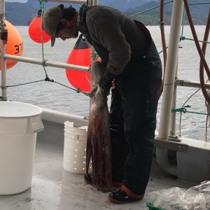Pawn traps end up with squid also.