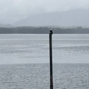 405 Alert Bay Eagle