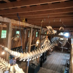 Media 'Inside Whale Museum at Telegraph Cove' in album 'In line for the ferry'