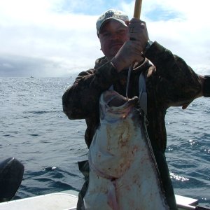 Media '2011 Newport, OR Halibut  52\"' in album '2011 Newport, OR Halibut  52\"'