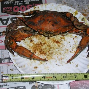 Media '(Bluecrab) A nice, fat one!' in album '(Bluecrab) Handful of steamed blue crabs'