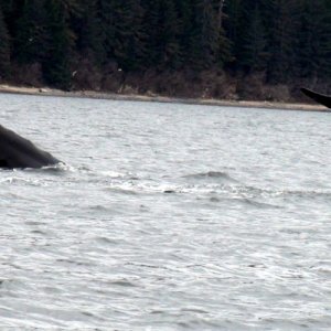 whales tales