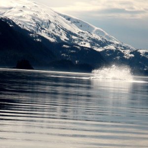 Missed the one whale breaching ,but look to the far left of photo for the other one