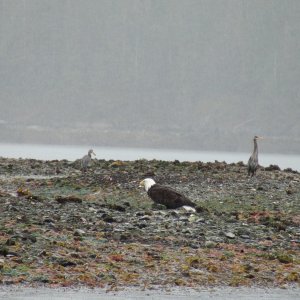 eagle & heron on tidal flats off Lisianski strait dock