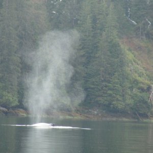Whale Takatz Bay