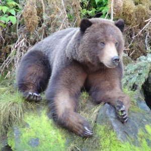 imposing or posing bear?