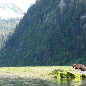 bear & waterfall Red Bluff Bay