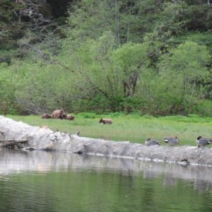 birds & bears