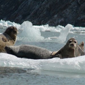 Media 'two on guard & one zonked out' in album 'Ready to leave in morning 4-14-12'