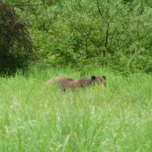 Media 'this tall of grass can conceal even a very big bear' in album 'Ready to leave in morning 4-14-12'