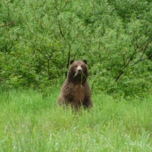 Very large bear indeed & yes the adrenaline was flowing