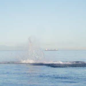 (Roberta Krumm) Male orca jumping 50 feet from boat. Too stunned to get a  shot.