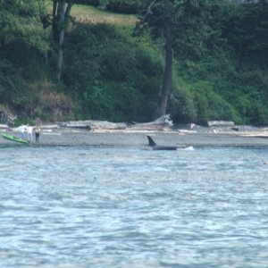 (c-dancer) Found the whales along westside of San Juan Island