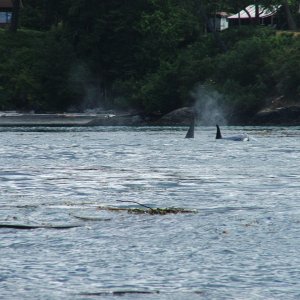 (c-dancer) One more orca pic