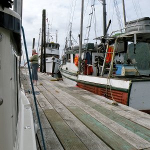 Media 'Moored at northern float past cannery' in album 'Fishing vessels queuing up at cannery'