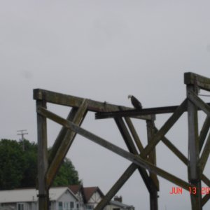 Pigeon thief