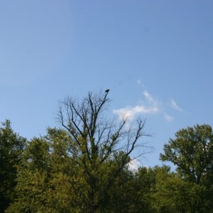 Some of us got real close to these eagles.