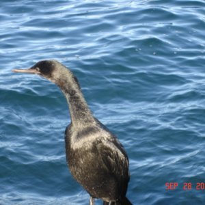 A cute little guy that stayed on the dock with us (well, that is until he landed on the top of C-YA)