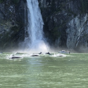 Photobombed by Dolphins, May 2023, Broughton Islands, BC