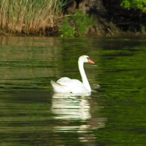 (Pat Anderson) The Ugly Duckling
