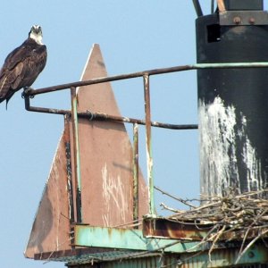 (Pat Anderson) Osprey are Everywhere!