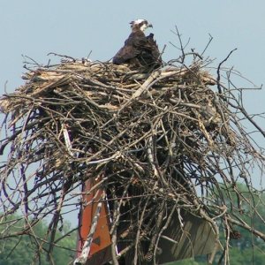 (Pat Anderson) Osprey Nest