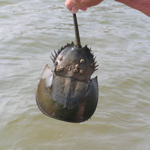 (Pat Anderson) Horseshoe Crab Up Close