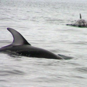 Pacific white sided dolphins in Lama Passage 6-14-06