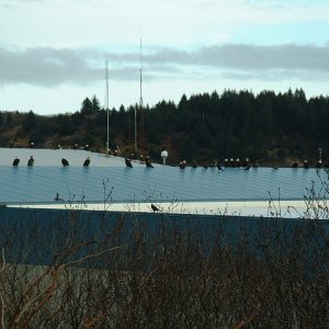 Media '(416rigby) 37 eagles on the roof by the harbor' in album '(416rigby) Sunset on Chiniak Bay, Kodiak'